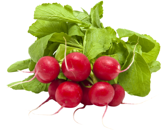 Fresh Red Radishes Bunch.png PNG Image