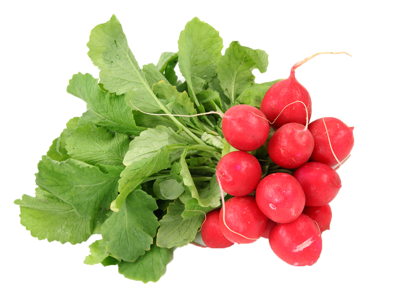 Fresh Red Radishes Bunch PNG Image