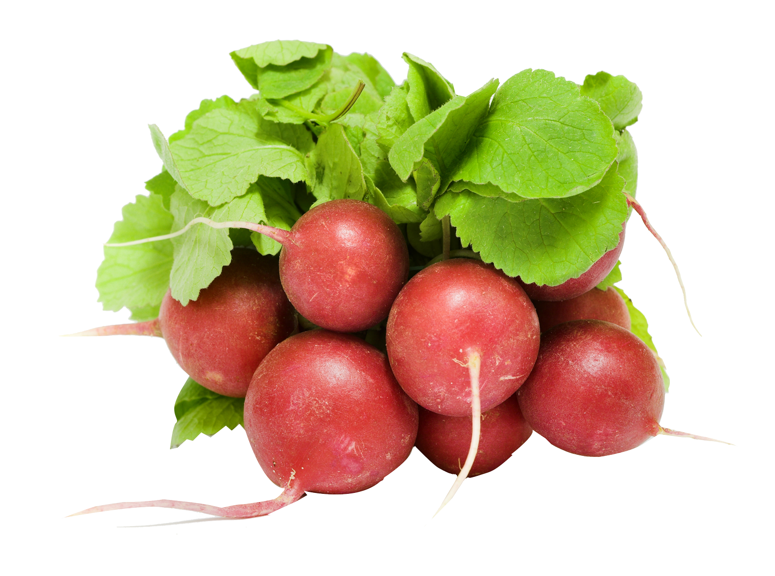 Fresh Red Radishes Bunch PNG Image