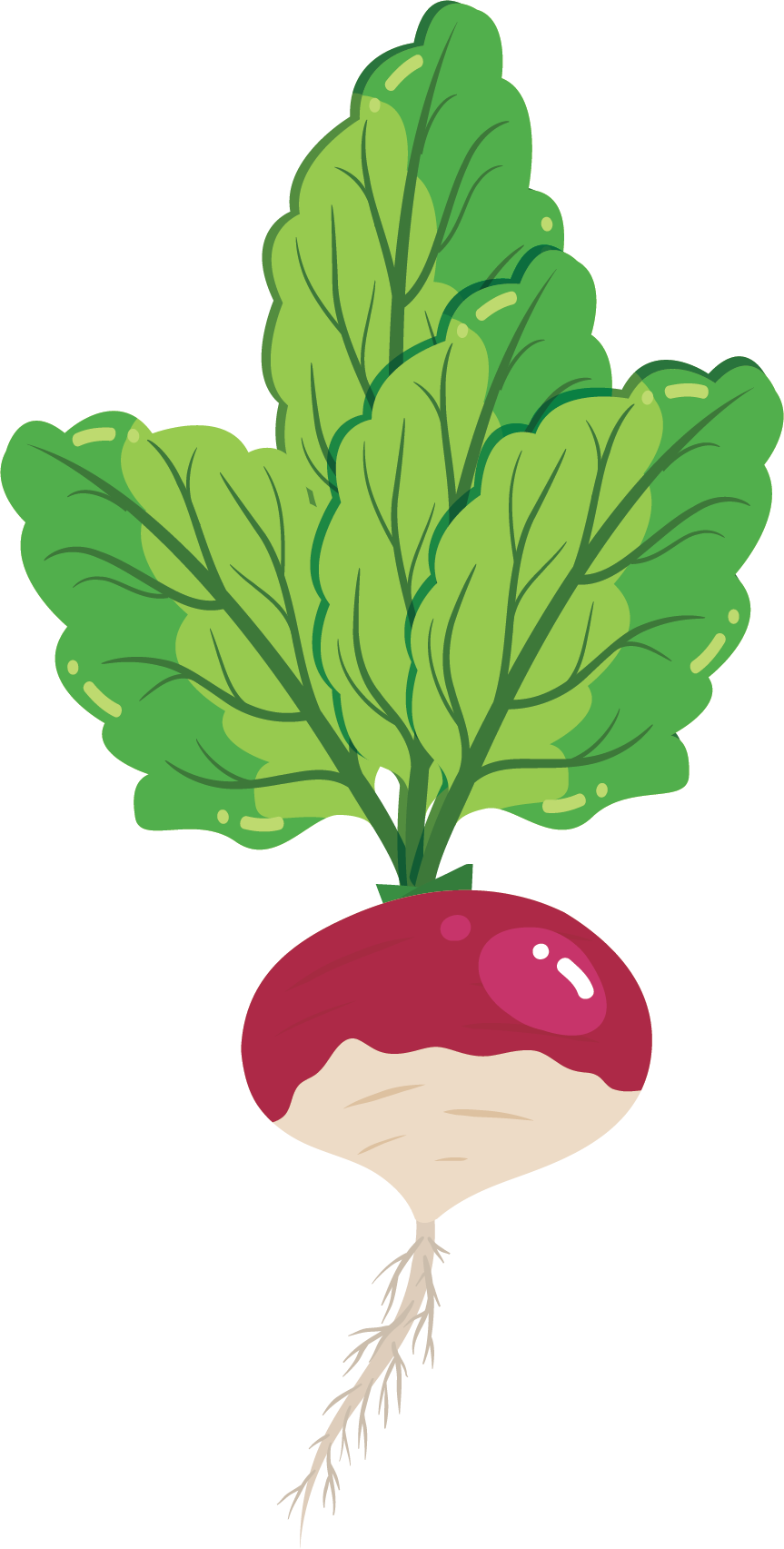 Fresh Red Turnip Illustration.png PNG Image