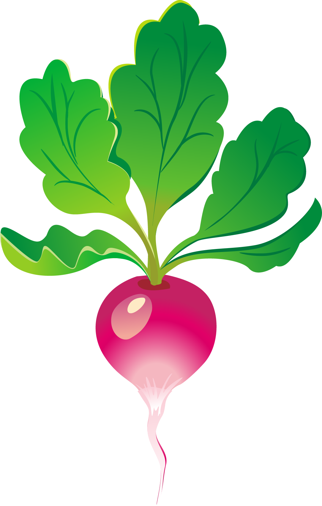 Fresh Red Turnip Vector Illustration PNG Image