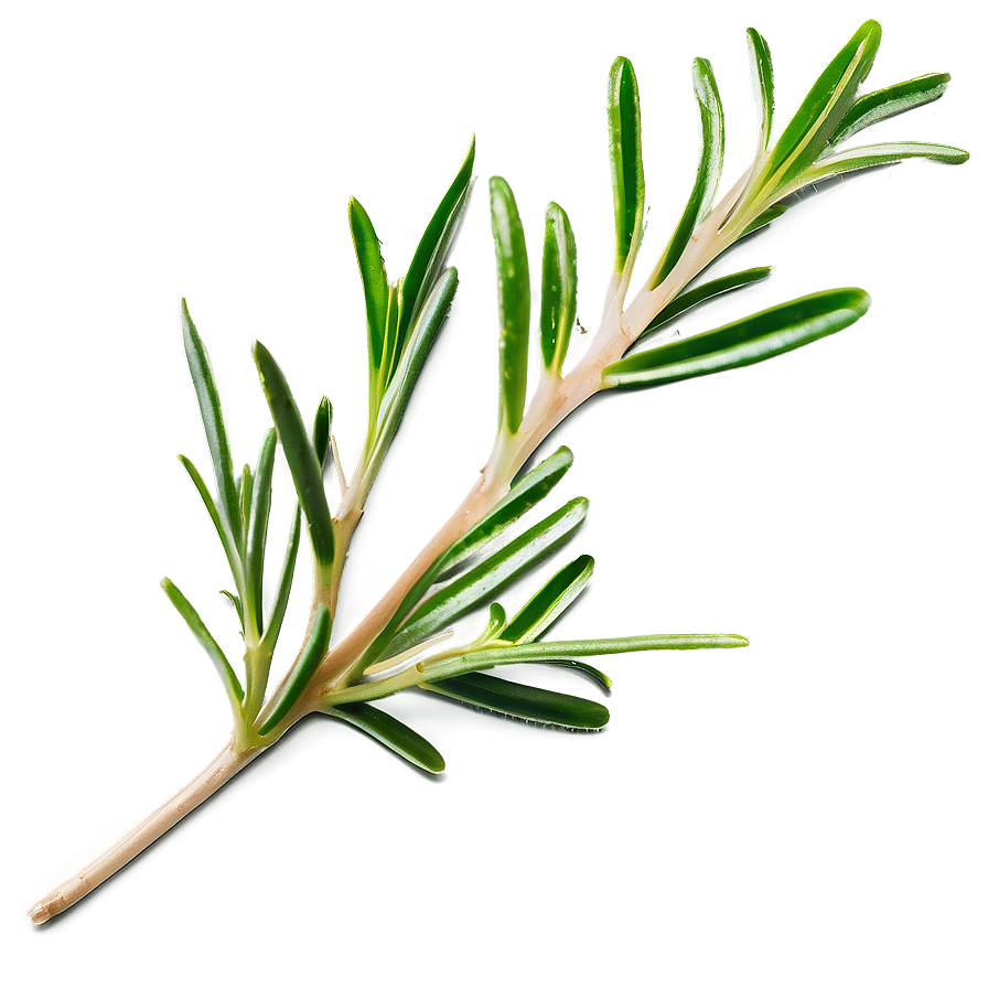 Fresh Rosemary Leaves Png 06122024 PNG Image