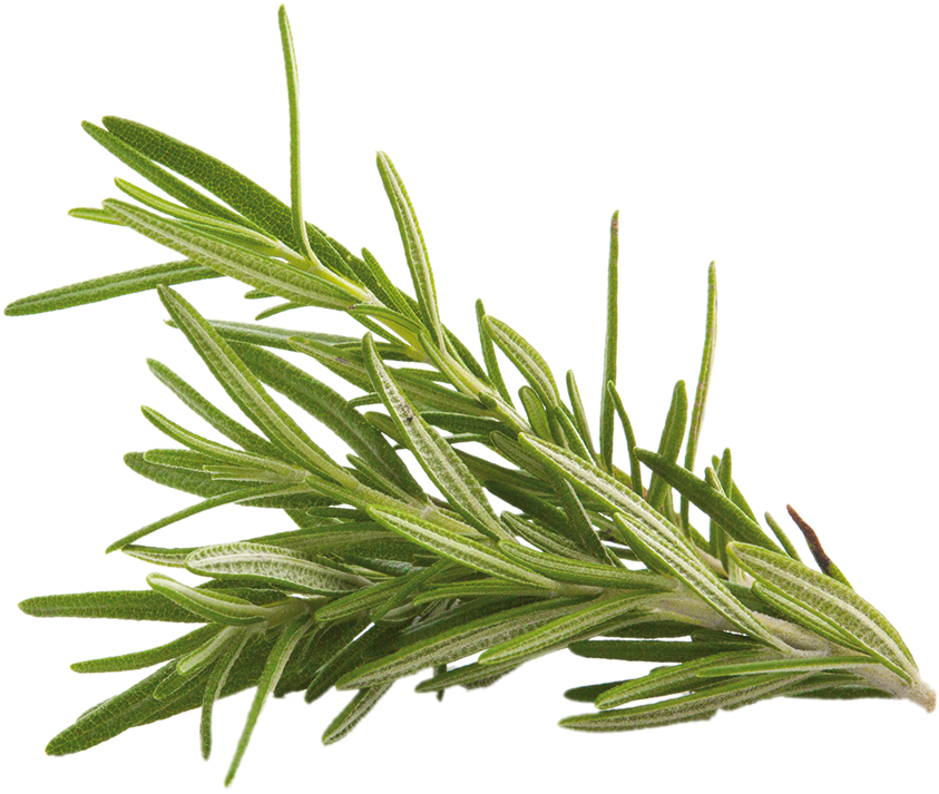 Fresh Rosemary Sprig.png PNG Image