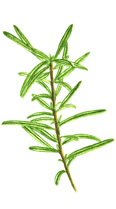 Fresh Rosemary Sprig.png PNG Image