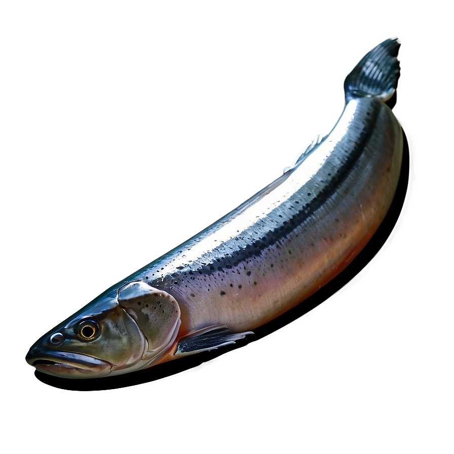 Fresh Salmon Png Ahv73 PNG Image