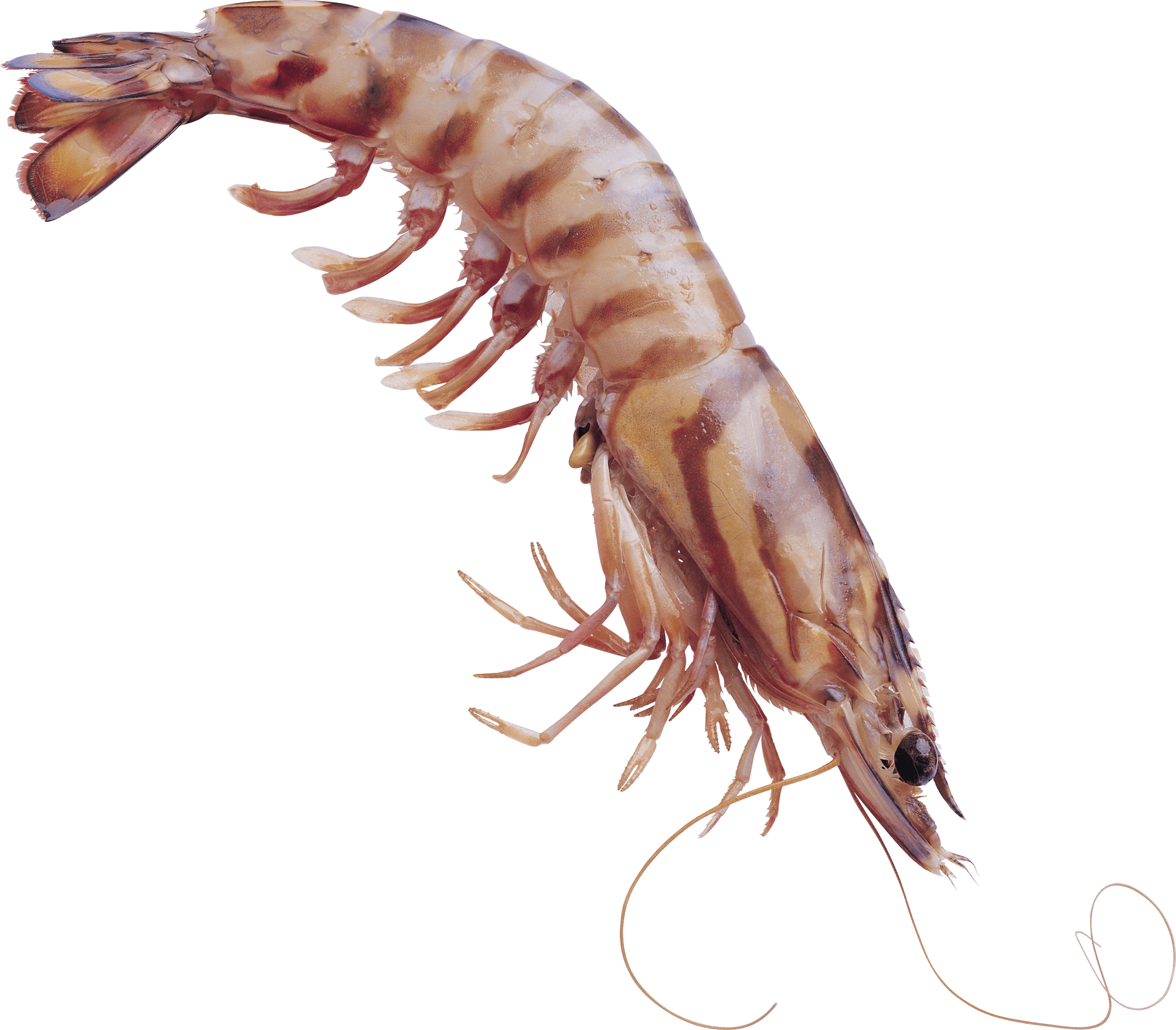 Fresh Shrimp Isolatedon Transparent Background PNG Image