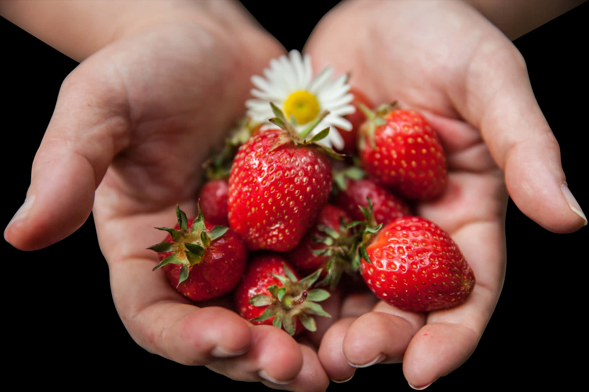 Fresh Strawberriesin Handswith Daisy.jpg PNG Image