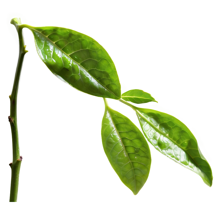 Fresh Tea Leaf Png Bkl30 PNG Image