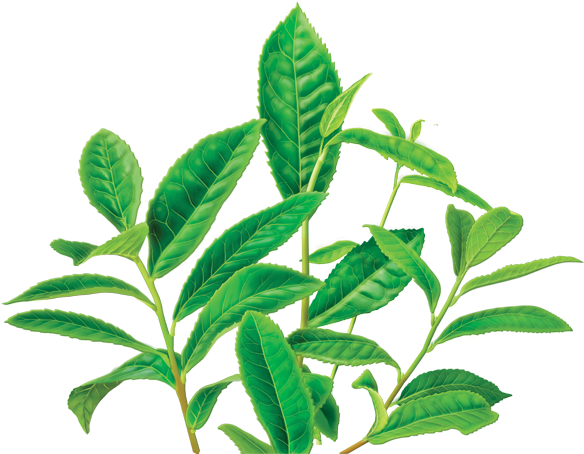 Fresh Tea Leaves Branch PNG Image