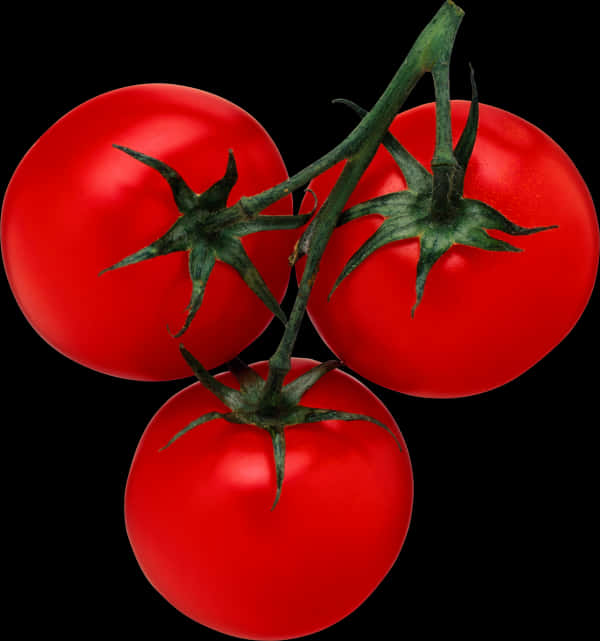 Fresh Tomatoes On Vine Black Background PNG Image