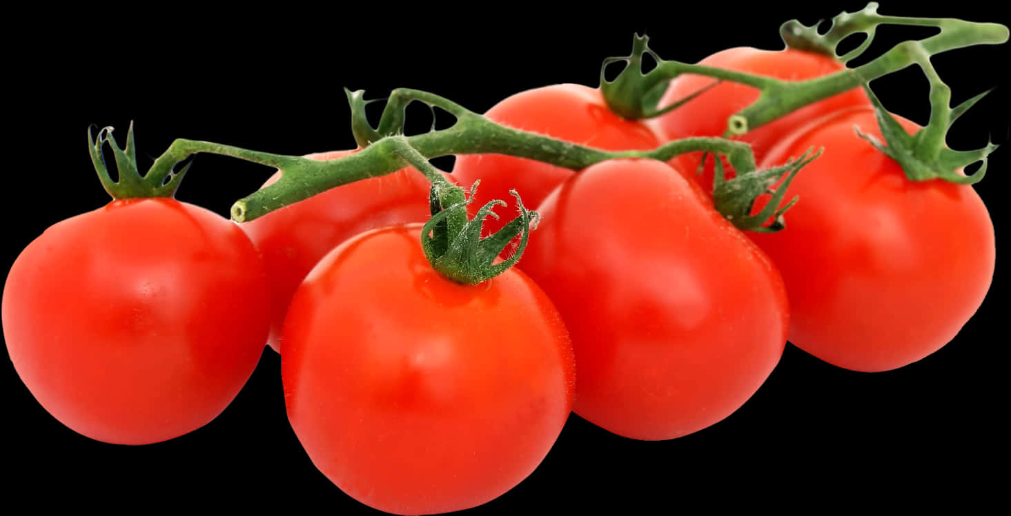 Fresh Tomatoeson Vine Black Background PNG Image