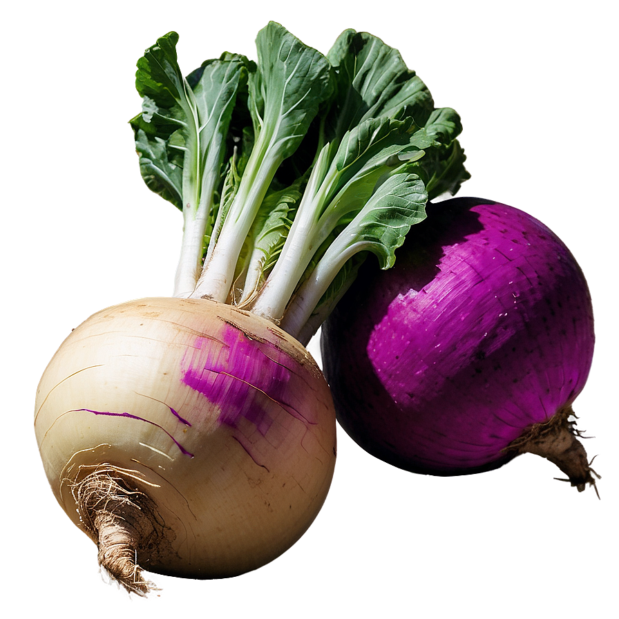 Fresh Turnip Png 06252024 PNG Image