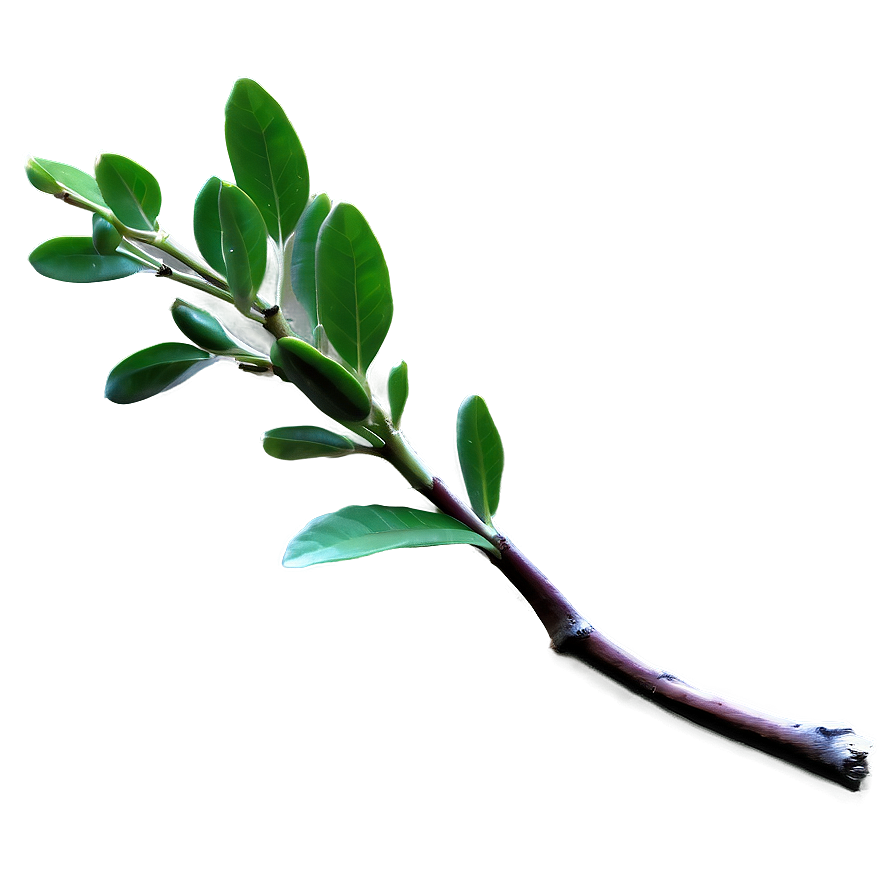 Fresh Twig Png 13 PNG Image