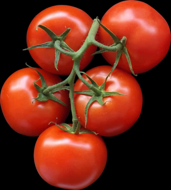 Fresh Vine Tomatoes Black Background PNG Image