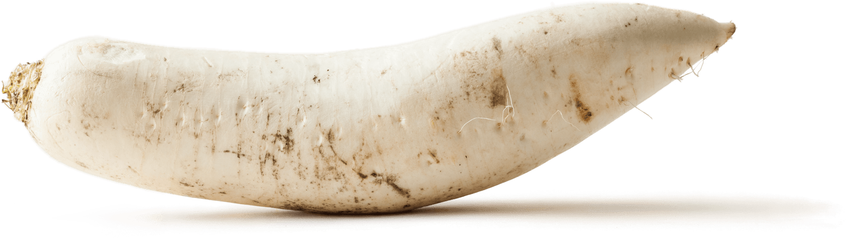 Fresh White Daikon Radish PNG Image