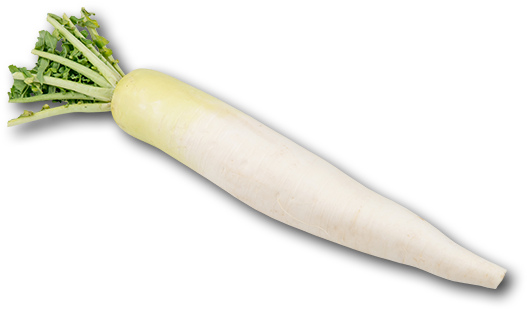 Fresh White Daikon Radish PNG Image