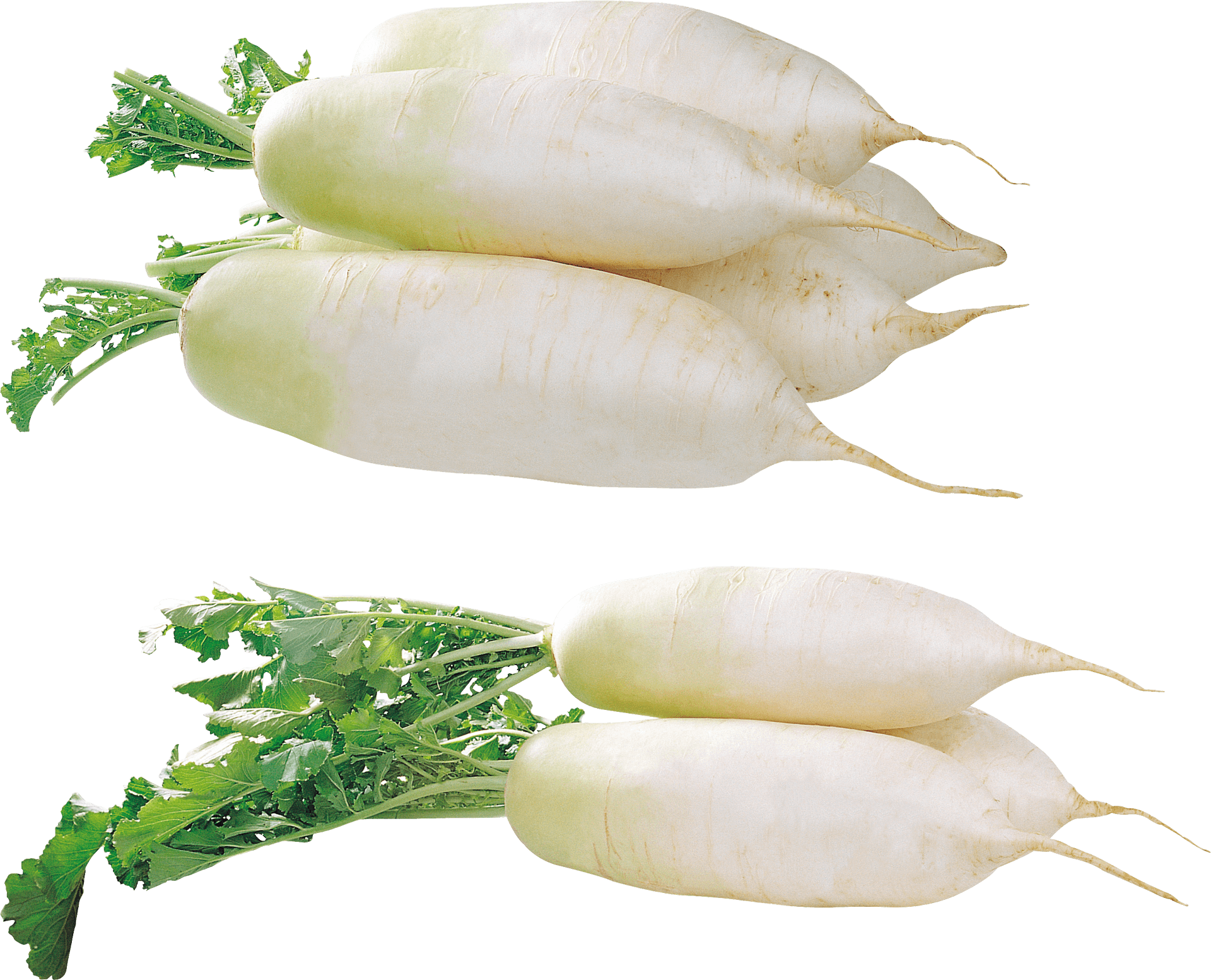 Fresh White Daikon Radishes PNG Image