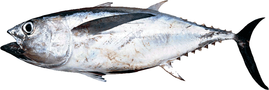 Fresh Whole Tuna Fish PNG Image