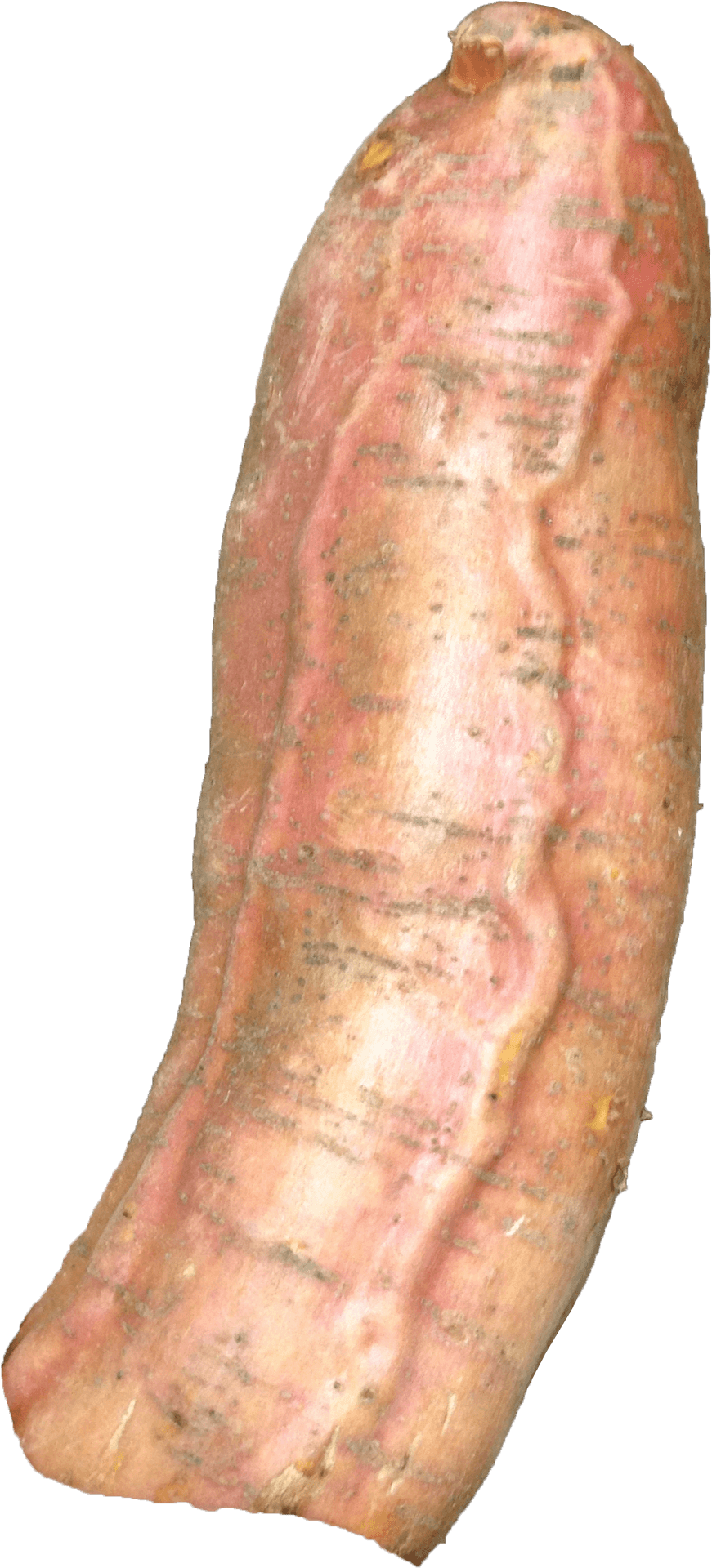 Fresh Whole Yam Tuber PNG Image