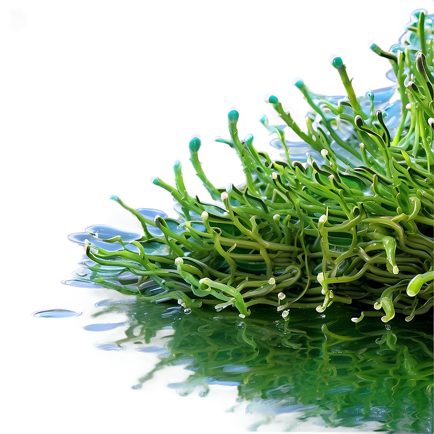 Freshwater Algae Image Png 06212024 PNG Image