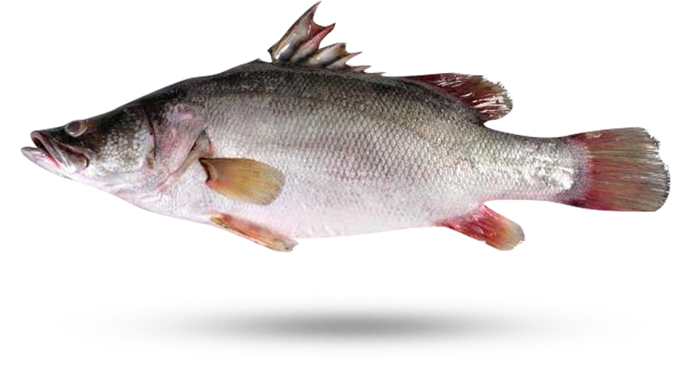 Freshwater Carp Side View.png PNG Image