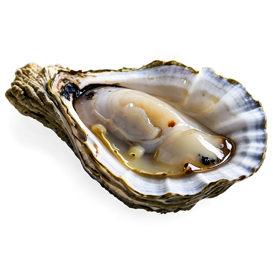 Freshwater Oyster Png 64 PNG Image