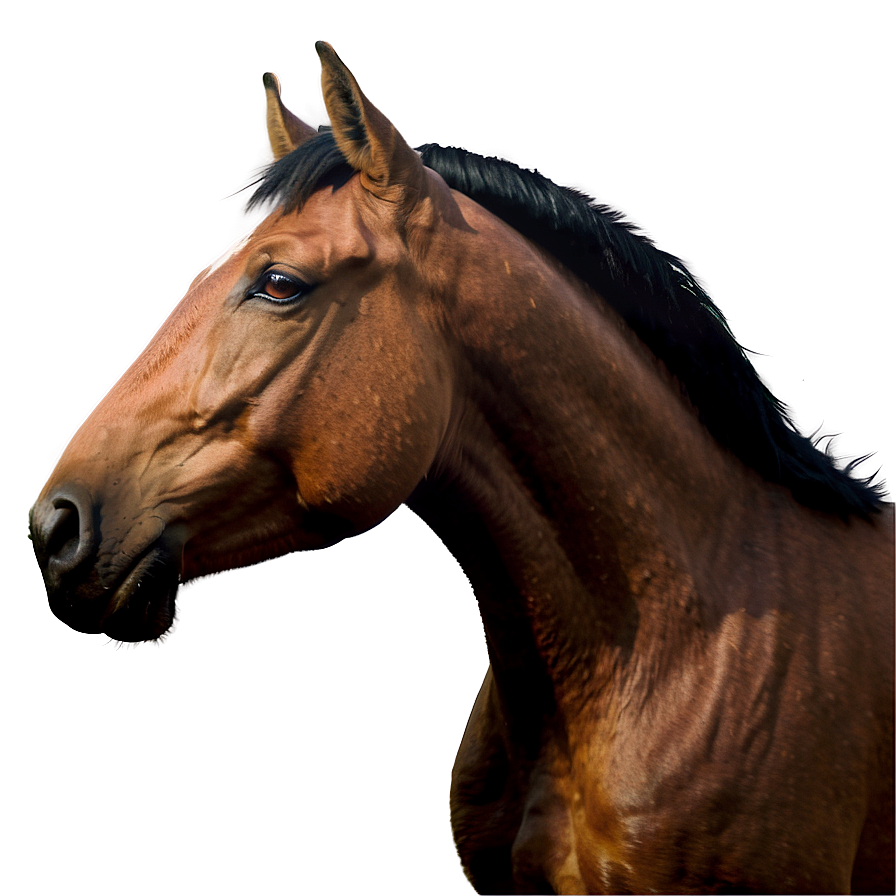 Friendly Horse Cartoon Png Oiv PNG Image