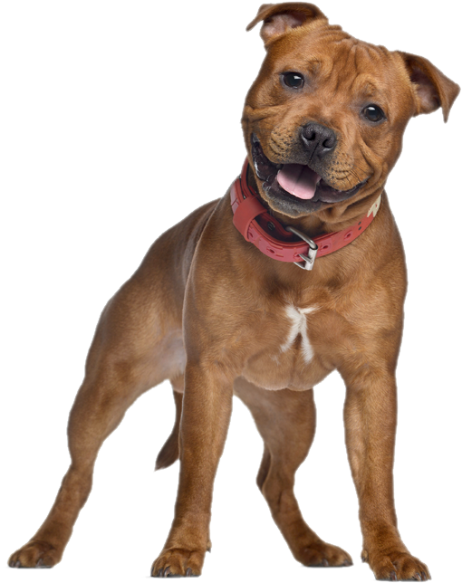 Friendly Pitbull Dog Standing PNG Image