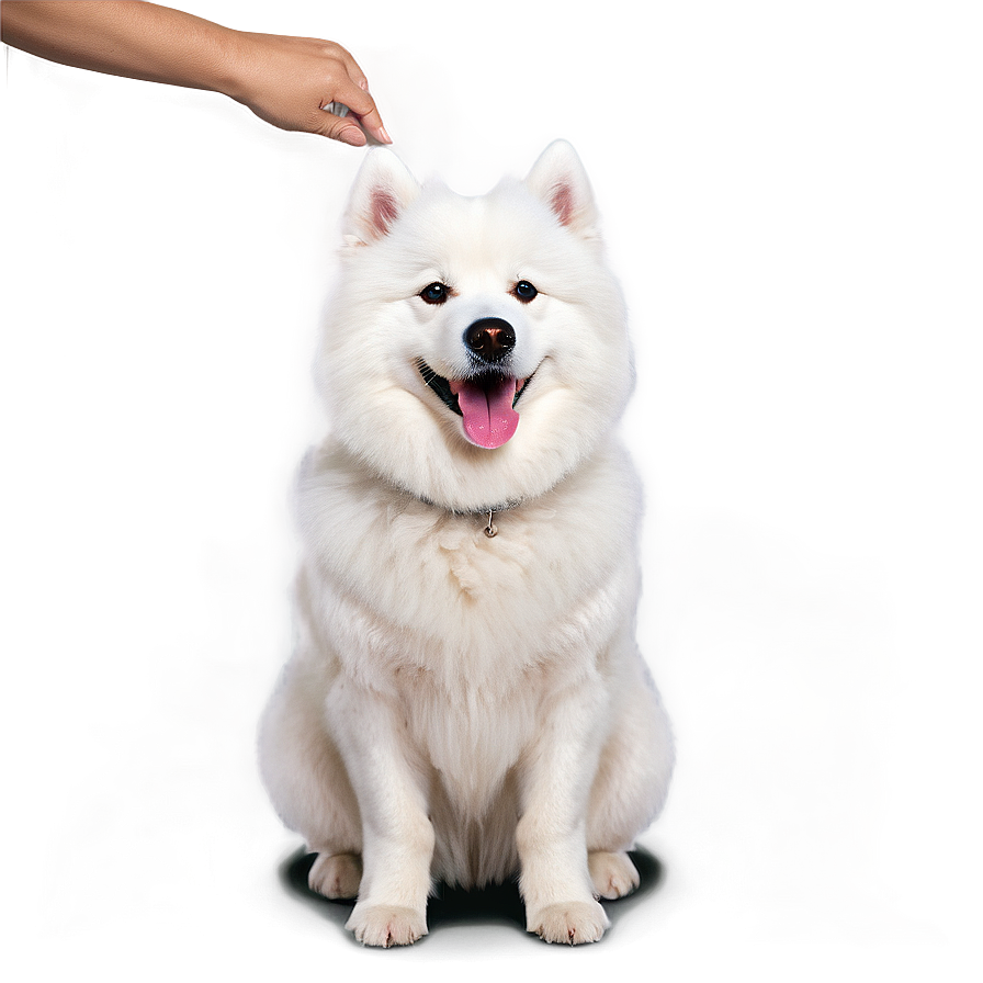 Friendly Samoyed Dog Png Nbd20 PNG Image