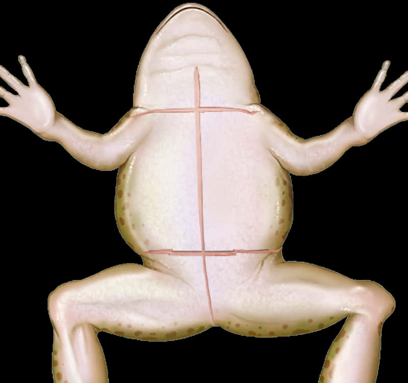 Frog Dissection Model Ventral View PNG Image