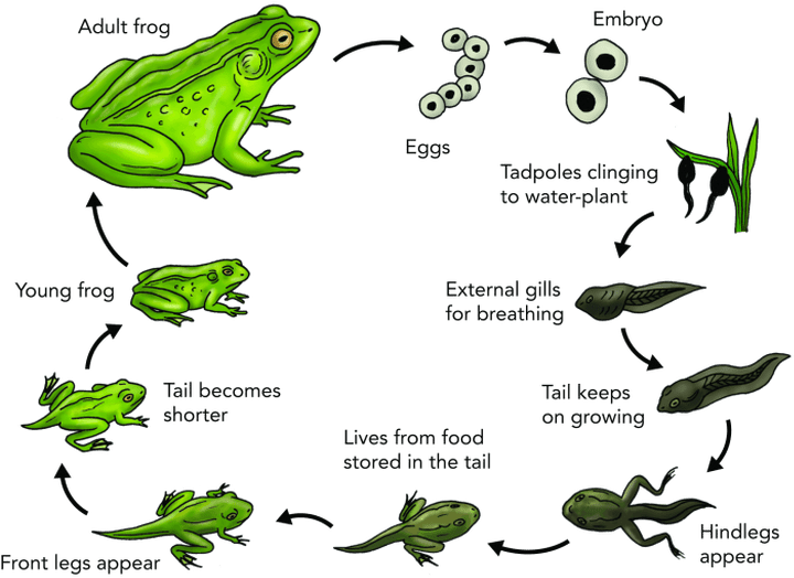 Frog Life Cycle Diagram PNG Image