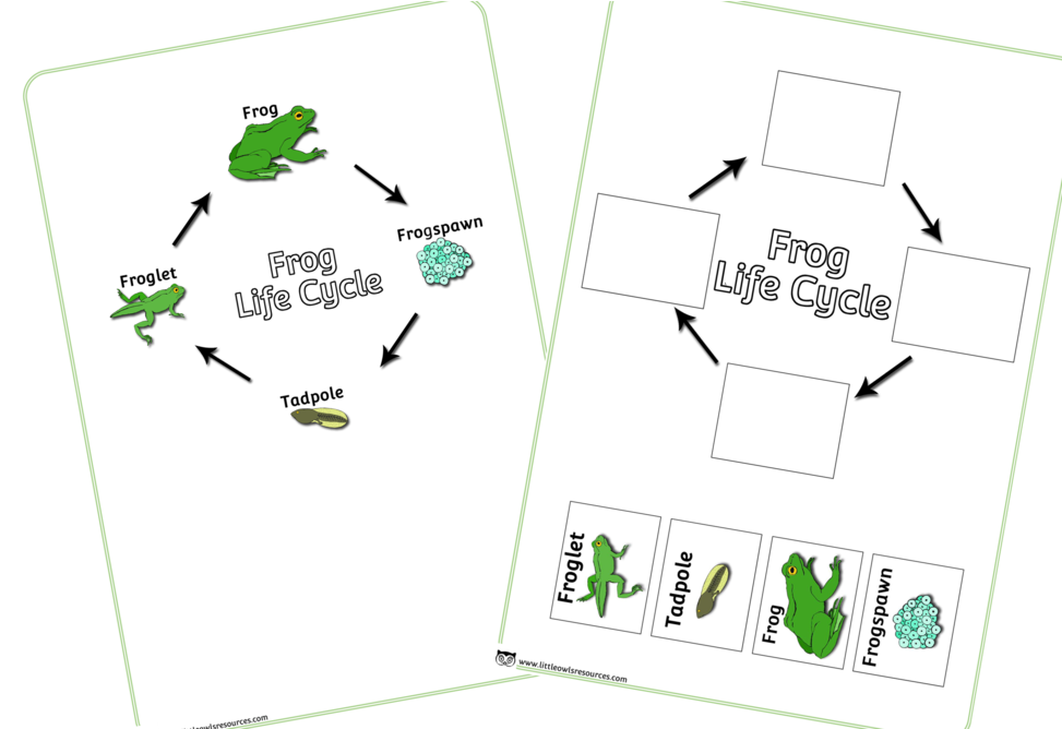 Frog Life Cycle Educational Chart PNG Image