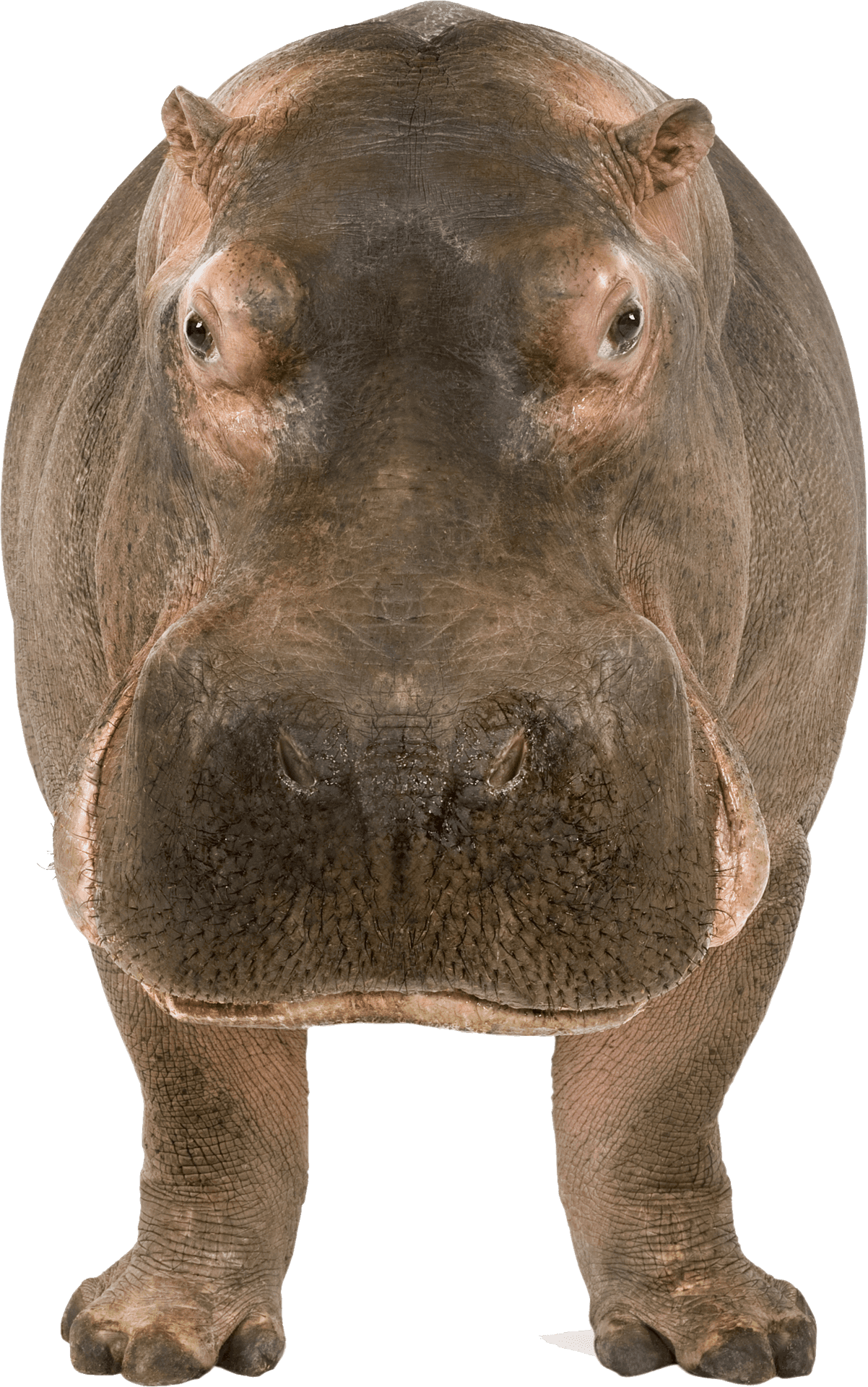 Frontal Hippo Standing Transparent Background PNG Image