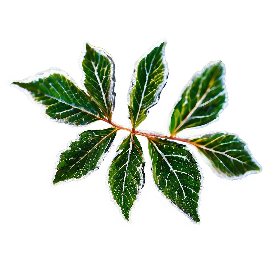 Frosted Leaf Png Efx PNG Image