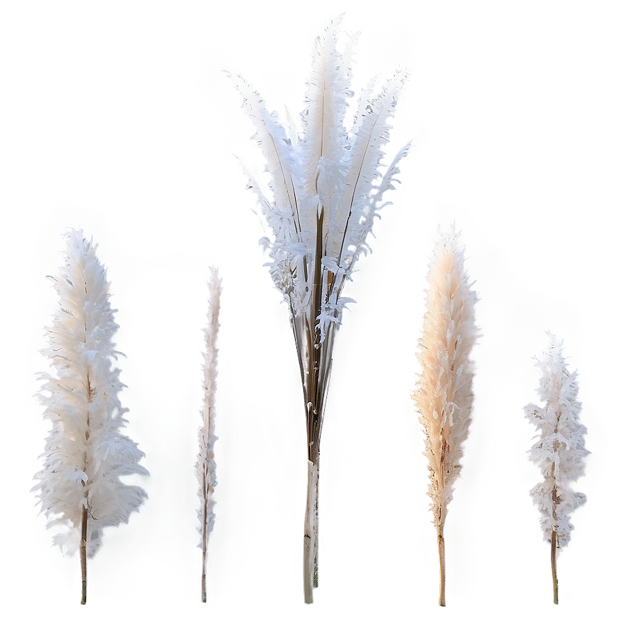 Frosted Pampas Grass Png 06122024 PNG Image