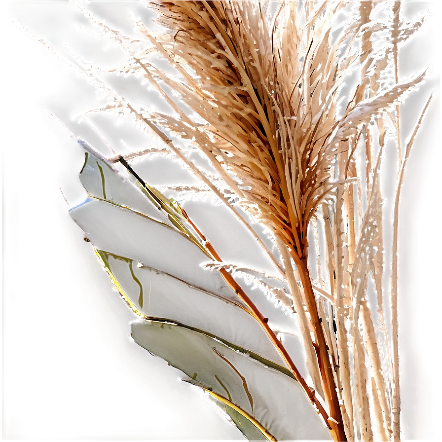 Frosted Pampas Grass Png Wqu PNG Image