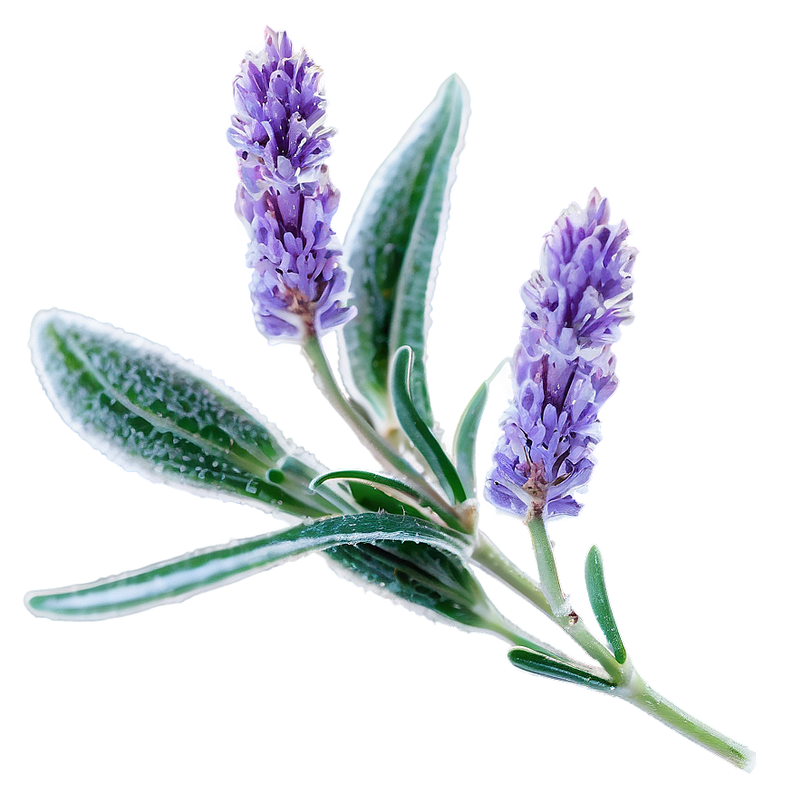 Frosty Morning Lavender Plant Png 06282024 PNG Image