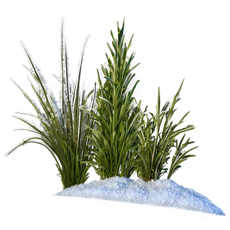 Frosty Wild Grass Png 71 PNG Image