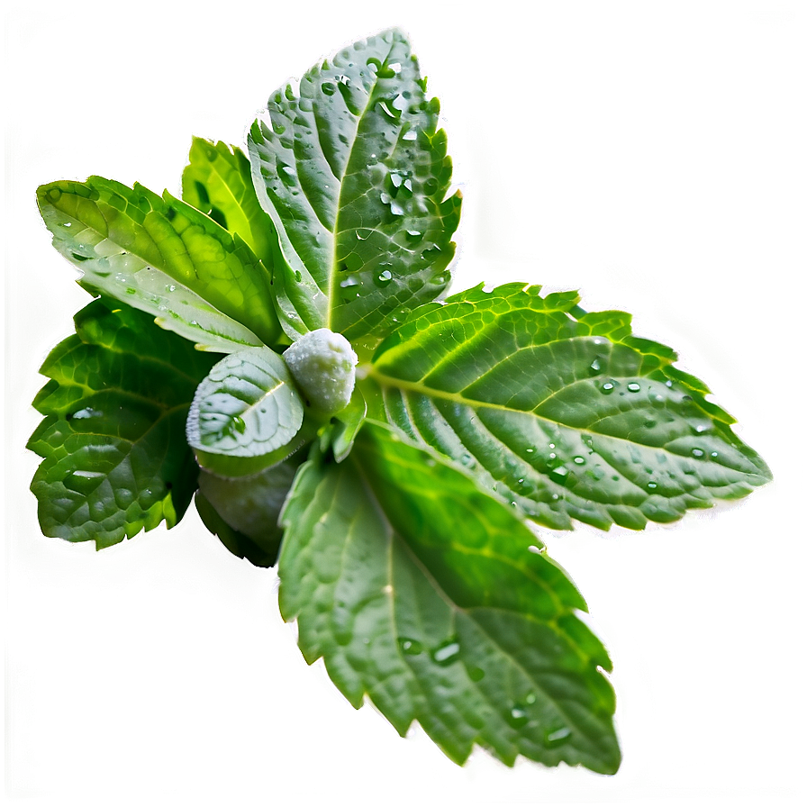 Frozen Mint Leaves Png 06262024 PNG Image