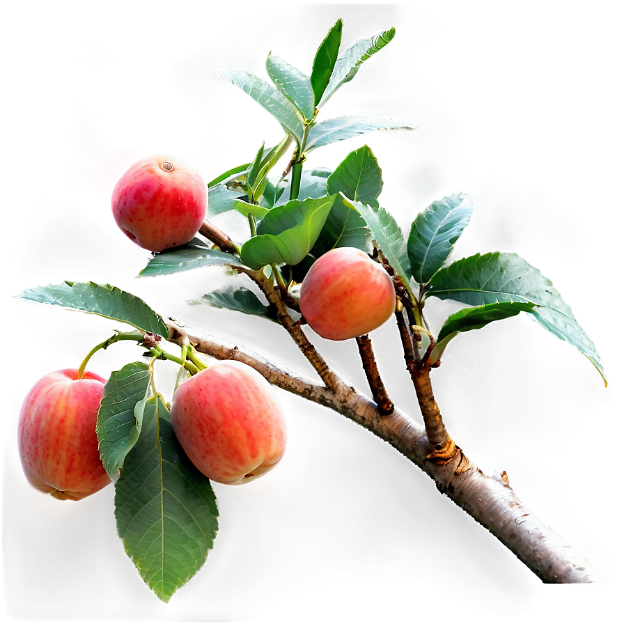 Fruit Tree Branches Png Ibs30 PNG Image