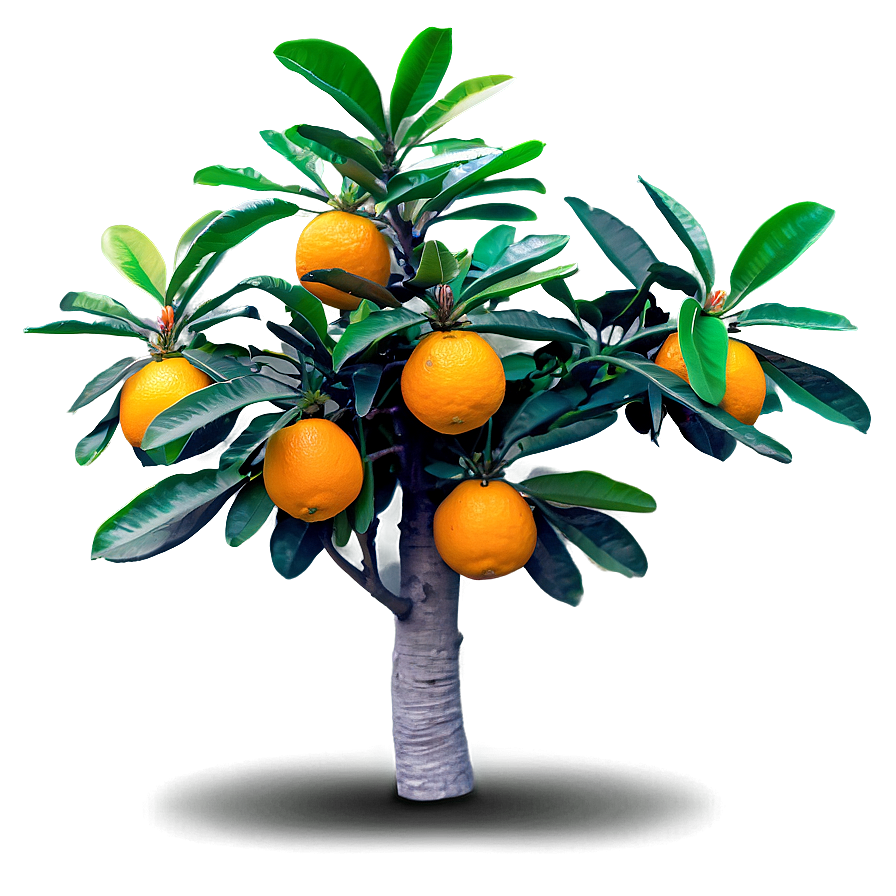 Fruiting Orange Tree Png Rjp55 PNG Image