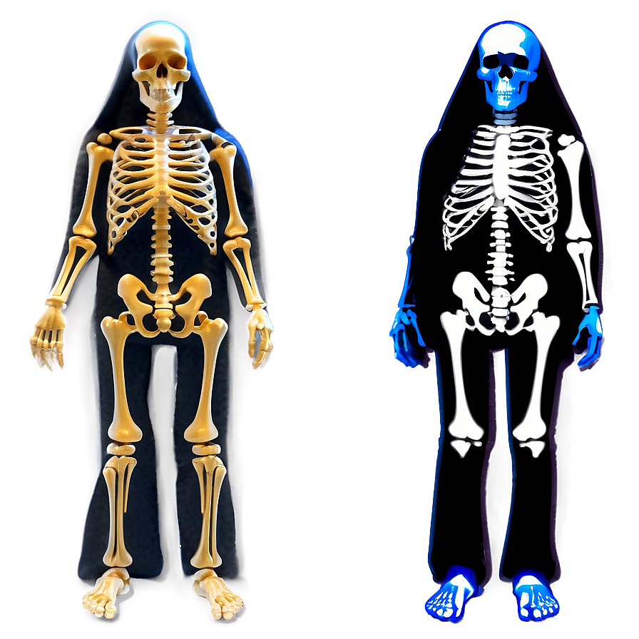 Full Body Skeleton Structure Png Fyh59 PNG Image