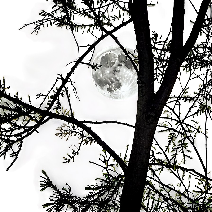 Full Moon Through Branches Png Nqk PNG Image