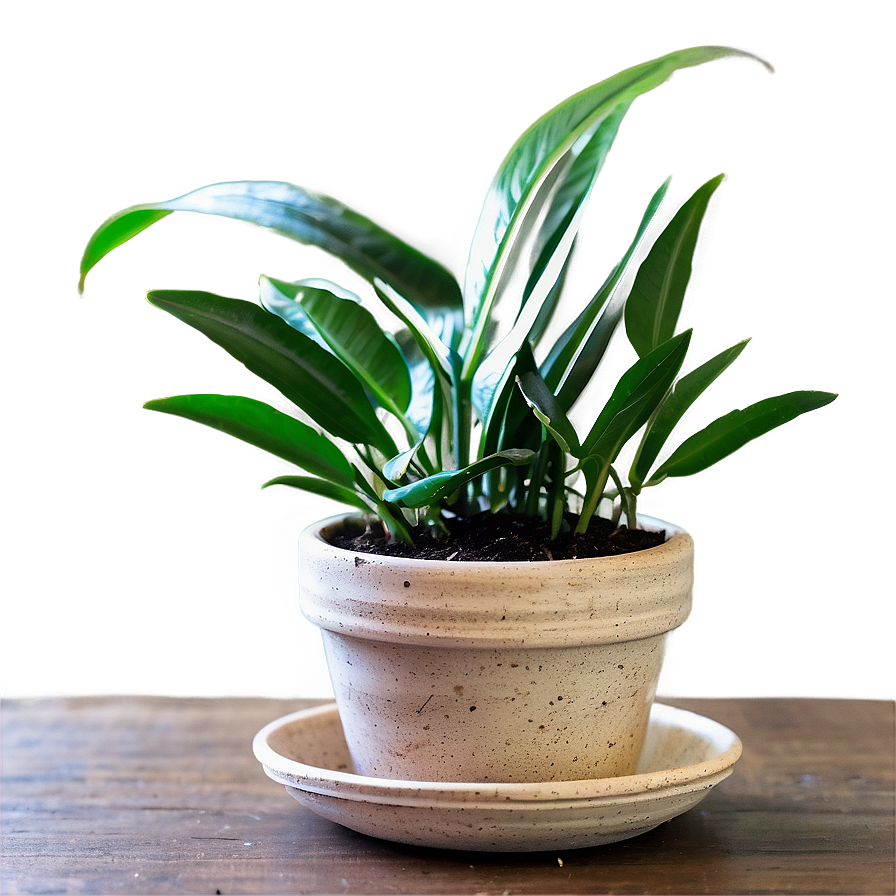 Fun Potted Plant Crafts Png Ady46 PNG Image