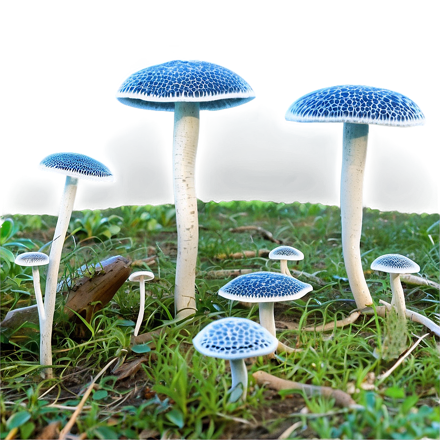 Fungal Network Png Afg99 PNG Image