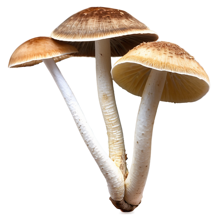 Fungi As Bioindicators Png Oui PNG Image