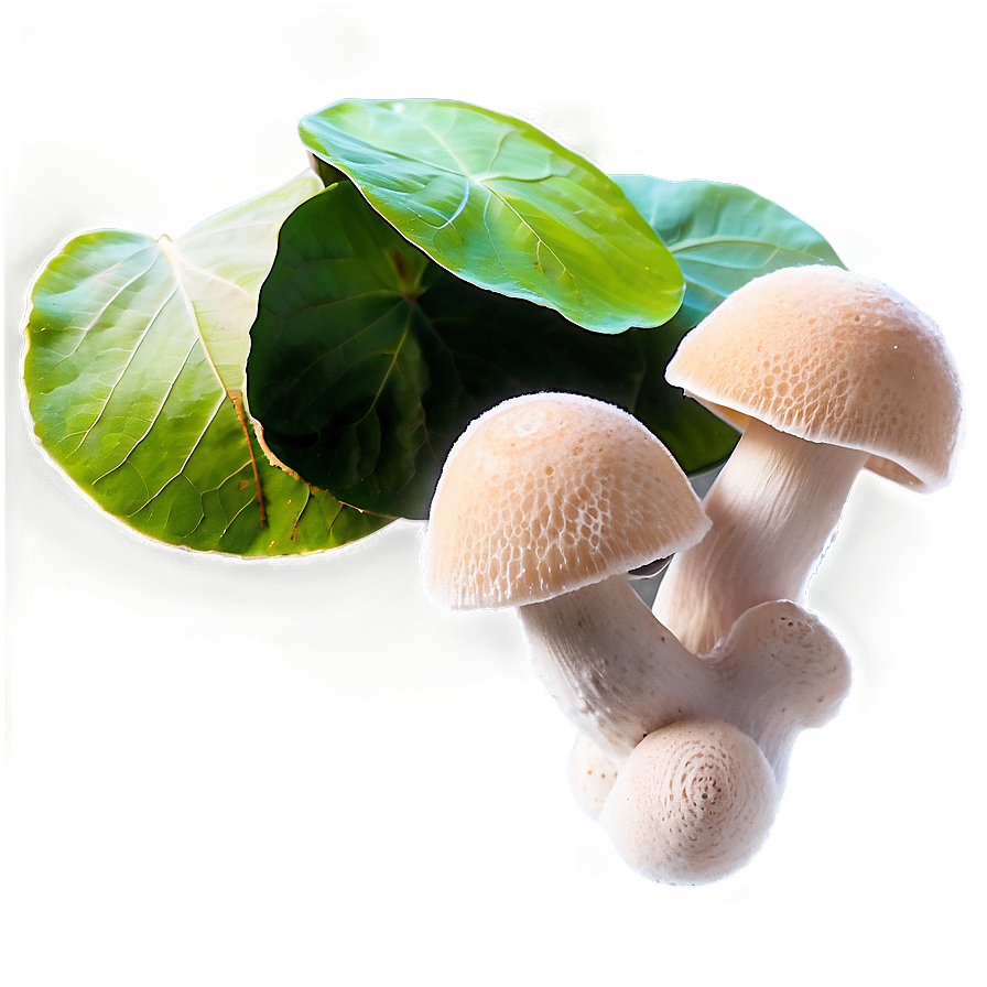 Fungus Among Leaves Png 23 PNG Image