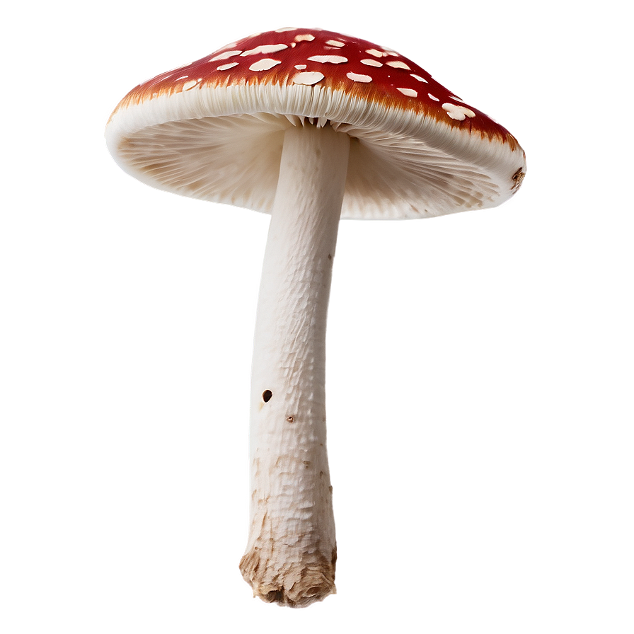 Fungus B PNG Image