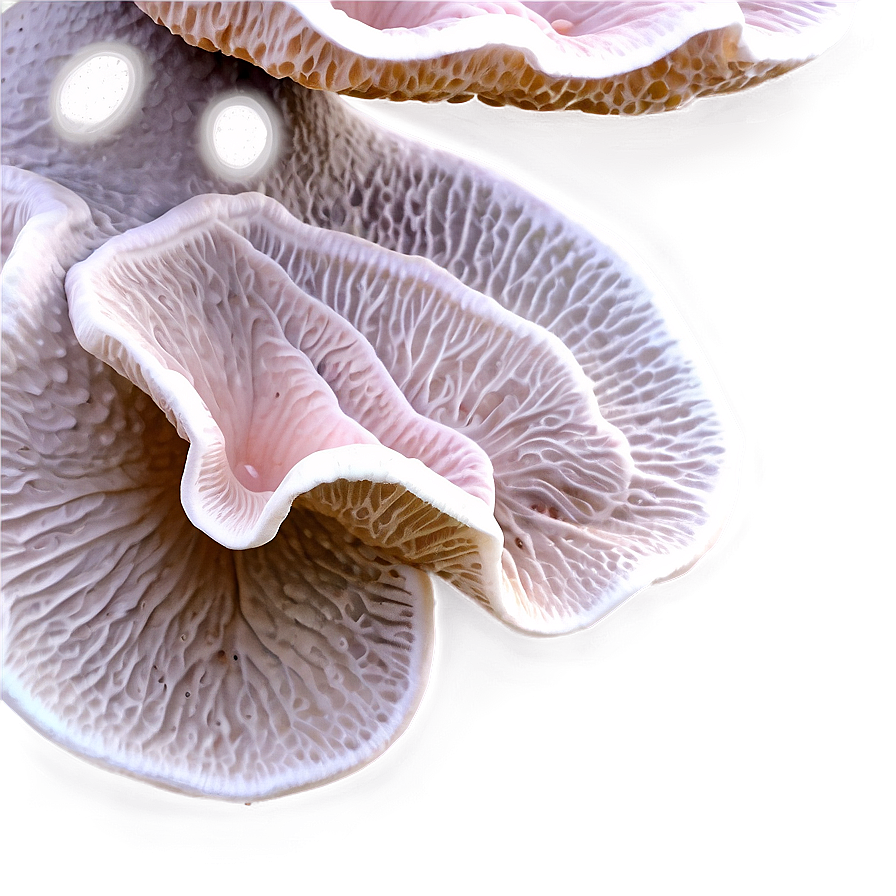 Fungus D PNG Image