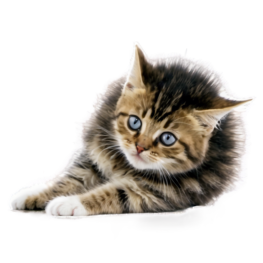 Funny Cat Meme Png Xrh58 PNG Image